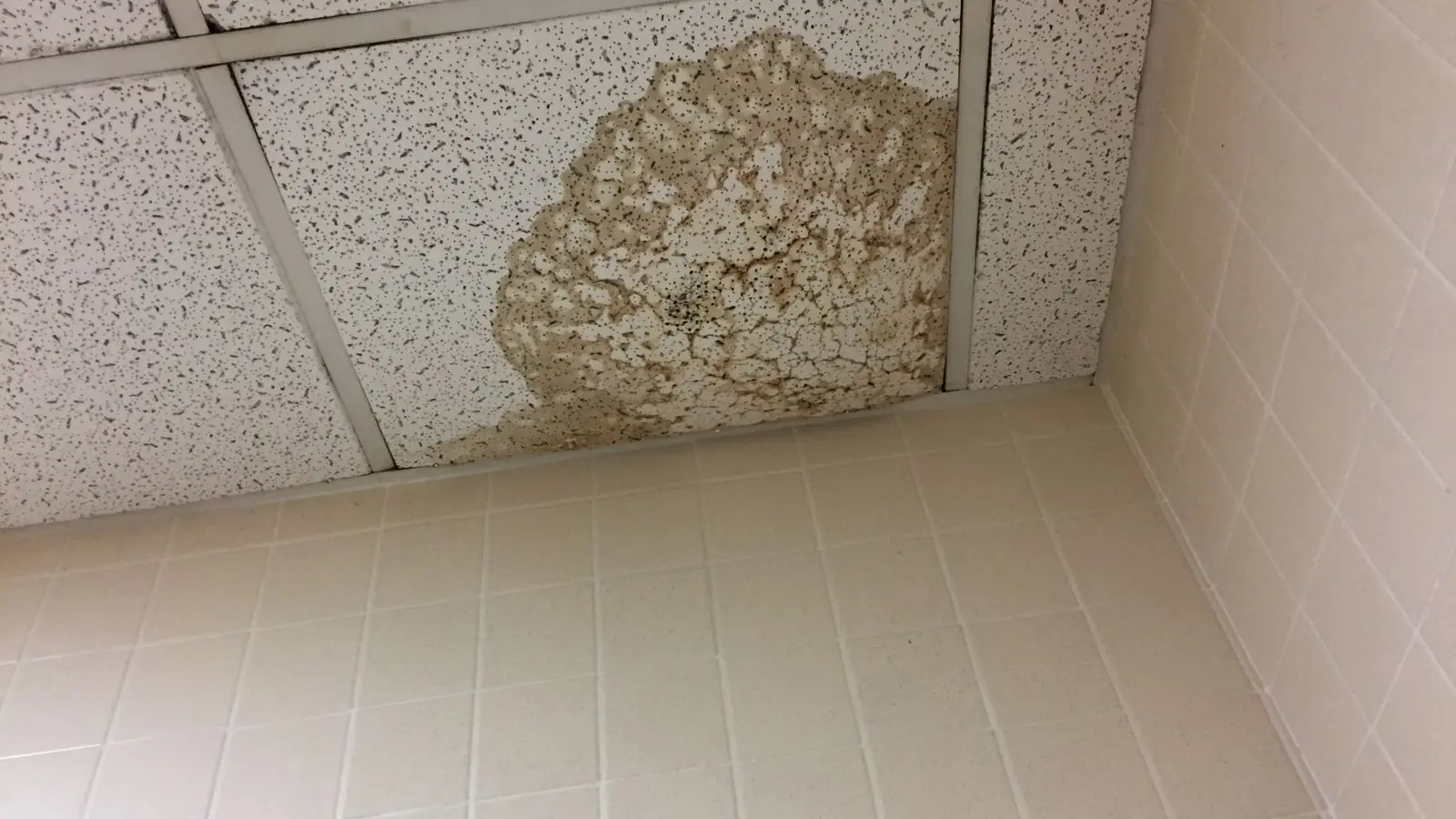 Small water stain on a ceiling tile near the wall
