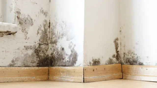 Dark mold growth on a wall corner above the baseboard